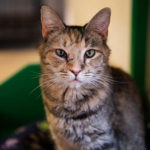 southern utah adoptable pets Meadow