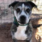 southern utah adoptable pets Muddy Waters