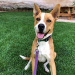 southern utah adoptable pets Peach