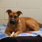 southern utah adoptable pets Rexa(1)