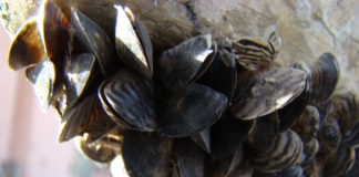 Thousands of boats inspected at Lake Powell over Labor Day weekend to prevent spread of quagga mussels Thousands of boats inspected at Lake Powell over Labor Day weekend to prevent spread of quagga mussels