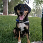 southern utah adoptable pets Avery