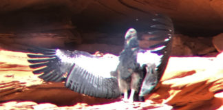 California condor chick No. 1,000 fledges at Zion National Park California condor chick No. 1,000 fledges at Zion National Park