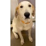 southern utah adoptable pets Charlie