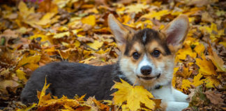 Southern Utah Adoptable Pets Guide southern utah adoptable pets Cover Nov 1 2019