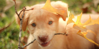 Southern Utah Adoptable Pets Guide southern utah adoptable pets Cover Oct 18 2019