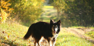 Southern Utah Adoptable Pets Guide southern utah adoptable pets Cover Oct 5 2019