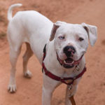 southern utah adoptable pets Dune