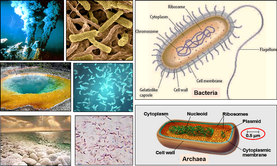 Эра прокариот какая эра. Археи экстремофилы. Прокариоты архебактерии. Бактерии археи и эукариоты. Галофильные археи.