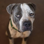 southern utah adoptable pets Jango