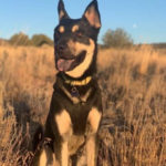 southern utah adoptable pets Marshall