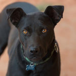 southern utah adoptable pets Pixie