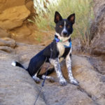 southern utah adoptable pets Rocky