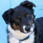 southern utah adoptable pets Tucker