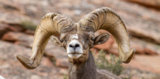 Wildlife Board approves bighorn sheep unit management plans On Oct. 3, the Utah Wildlife Board approved plans for each of the specific regions in Utah that have bighorn sheep populations.