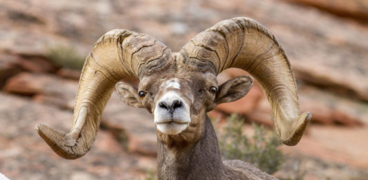 On Oct. 3, the Utah Wildlife Board approved plans for each of the specific regions in Utah that have bighorn sheep populations.