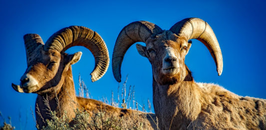 Wildlife officials relocate desert bighorn sheep from Nevada to Utah