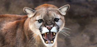 Cougar sightings on the rise, follow these tips to prevent cougar attacks Cougar sightings have increased across Utah, and living in cougar country requires awareness and adjustments. Consider these tips to prevent cougar attacks.