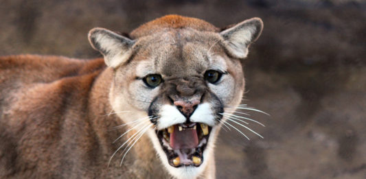Cougar sightings have increased across Utah, and living in cougar country requires awareness and adjustments. Consider these tips to prevent cougar attacks.