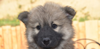 Southern Utah Adoptable Pets Guide southern utah adoptable pets Cover Nov 15 2019