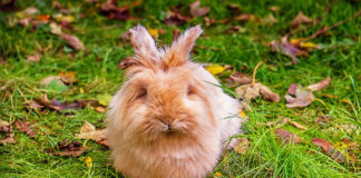 Southern Utah Adoptable Pets Guide southern utah adoptable pets Cover Nov 22 2019