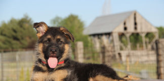 Southern Utah Adoptable Pets Guide southern utah adoptable pets Cover Nov 29 2019