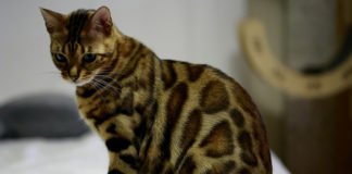 Southern Utah Adoptable Pets Guide southenr utah adoptable pets Cover Nov 8 2019