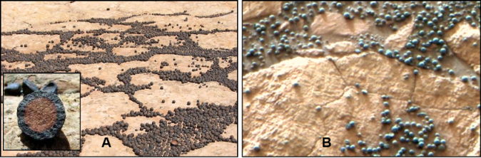 Life on Earth and Mars: much of the Martian surface has been oxidized, or rusted. What is the main source for oxygen gas on Earth and Mars?