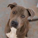 southern utah adoptable pets Ghostrider