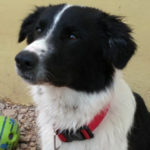 southern utah adoptable pets Jackson