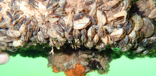 Lake Powell is currently the only waterbody in Utah with quagga mussels, and DWR and state parks had to decontaminate 8,683 boats in 2019. This quagga mussel photo, taken underwater at Lake Powell in 2015, shows why the inspection stations and checkpoints are important: when mussels establish themselves in a body of water, they spread fast.