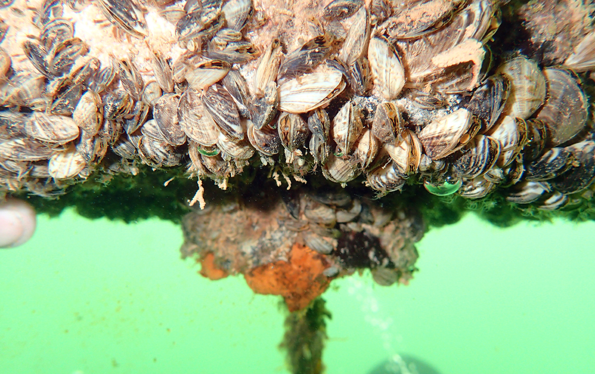 Lake Powell is currently the only waterbody in Utah with quagga mussels, and DWR and state parks had to decontaminate 8,683 boats in 2019. This quagga mussel photo, taken underwater at Lake Powell in 2015, shows why the inspection stations and checkpoints are important: when mussels establish themselves in a body of water, they spread fast.