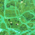 Life on Earth and Mars: Was there life on the red planet? Life on Earth and Mars: much of the Martian surface has been oxidized, or rusted. What is the main source for oxygen gas on Earth and Mars?