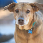 southern utah adoptable pets Wynonna