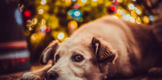 Southern Utah Adoptable Pets Guide southern utah adoptable pets Cover Dec 20 2019