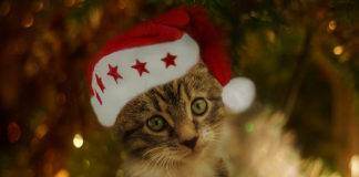 Southern Utah Adoptable Pets Guide southern utah adoptable pets Cover Dec 6 2019