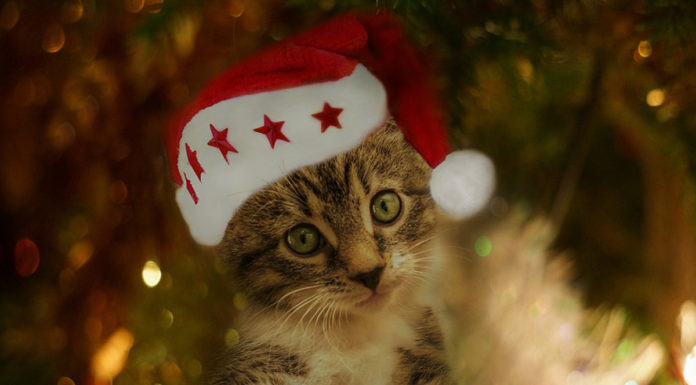 Southern Utah Adoptable Pets Guide southern utah adoptable pets Cover Dec 6 2019