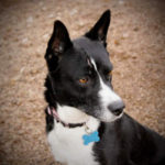 southern utah adoptable pets Effie