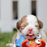 Findings by BBB reveal a surge in complaints and puppy scam reports If you are shopping online for a pet, watch out for scams. Here’s how the puppy scam works and some tips to protect yourself from pet scams.