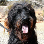 southern utah adoptable pets Hairy