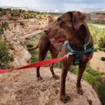 southern utah adoptable pets Jarvis