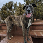 southern utah adoptable pets Lana