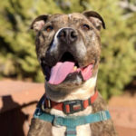 southern utah adoptable pets Legion