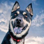 southern utah adoptable pets Marshall