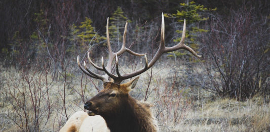 The DWR and UDOT are working to create more wildlife highway crossings in an effort to decrease wildlife and vehicle collisions around the state.