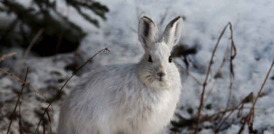 These six local wildlife species have unique winter prep routines