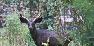 Rare black deer in Moab area dies of chronic wasting disease A unique black deer known by many locals as Coal, who became well-known and loved by Moab residents, died of chronic wasting disease,