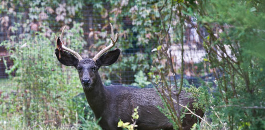 A unique black deer known by many locals as Coal, who became well-known and loved by Moab residents, died of chronic wasting disease,