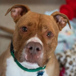 southern utah adoptable pets Caine