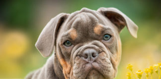 Southern Utah Adoptable Pets Guide southern utah adoptable pets Cover Jan 10 2020